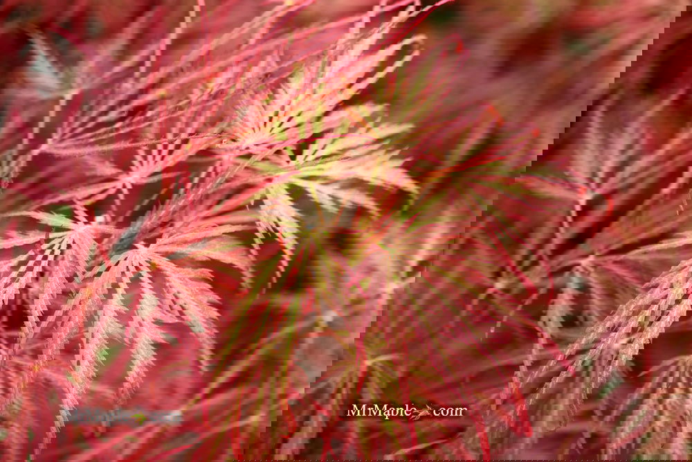 Acer palmatum 'Garnet' Japanese Maple