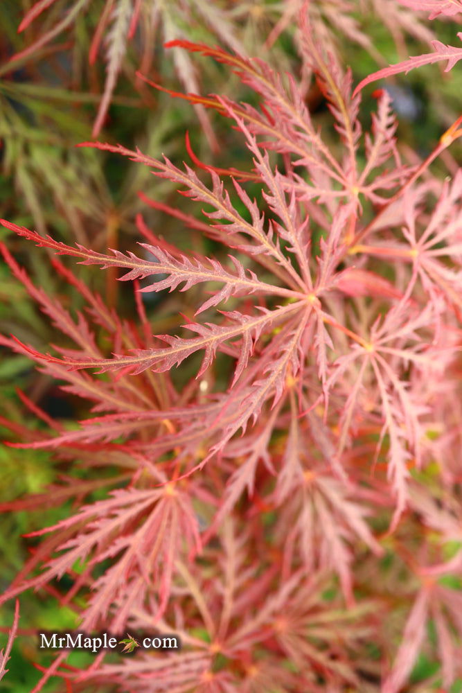 Acer palmatum 'Garnet' Japanese Maple