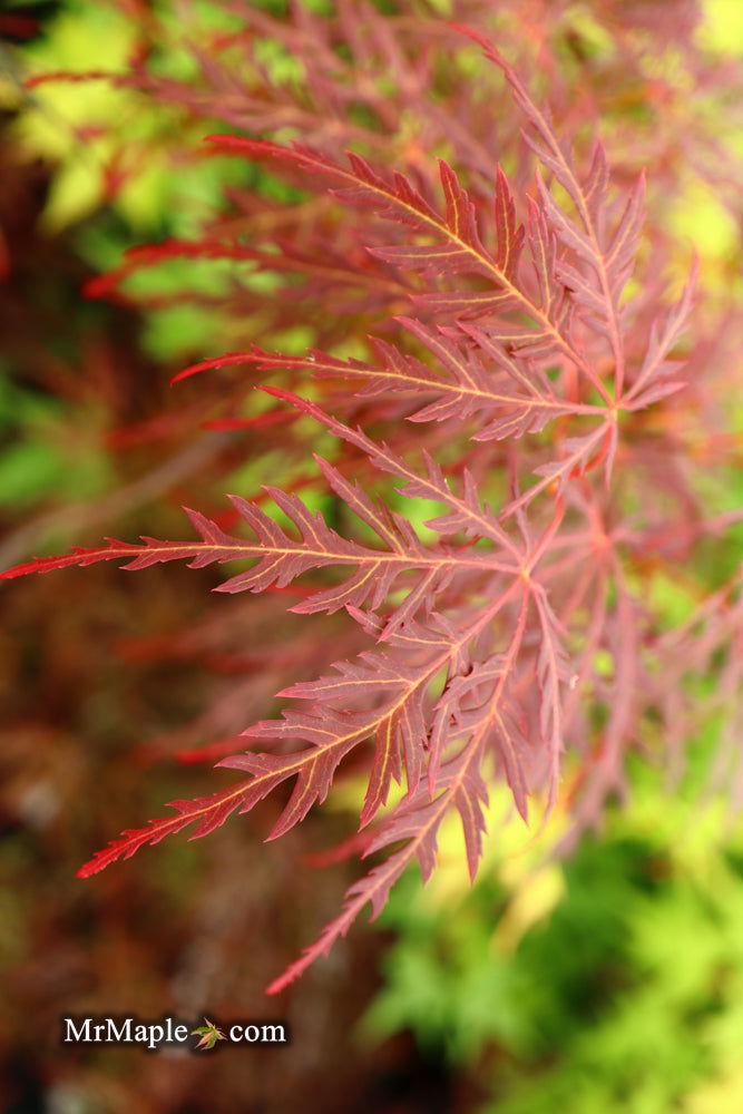 Acer palmatum 'Garnet' Japanese Maple