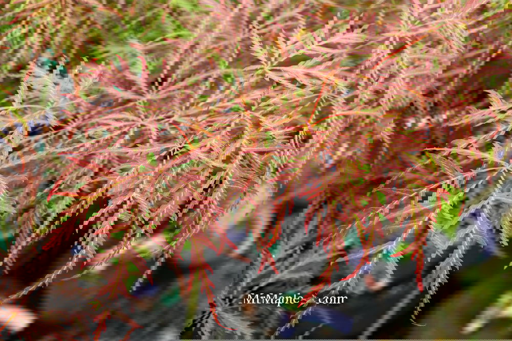 Acer palmatum 'Garnet' Japanese Maple