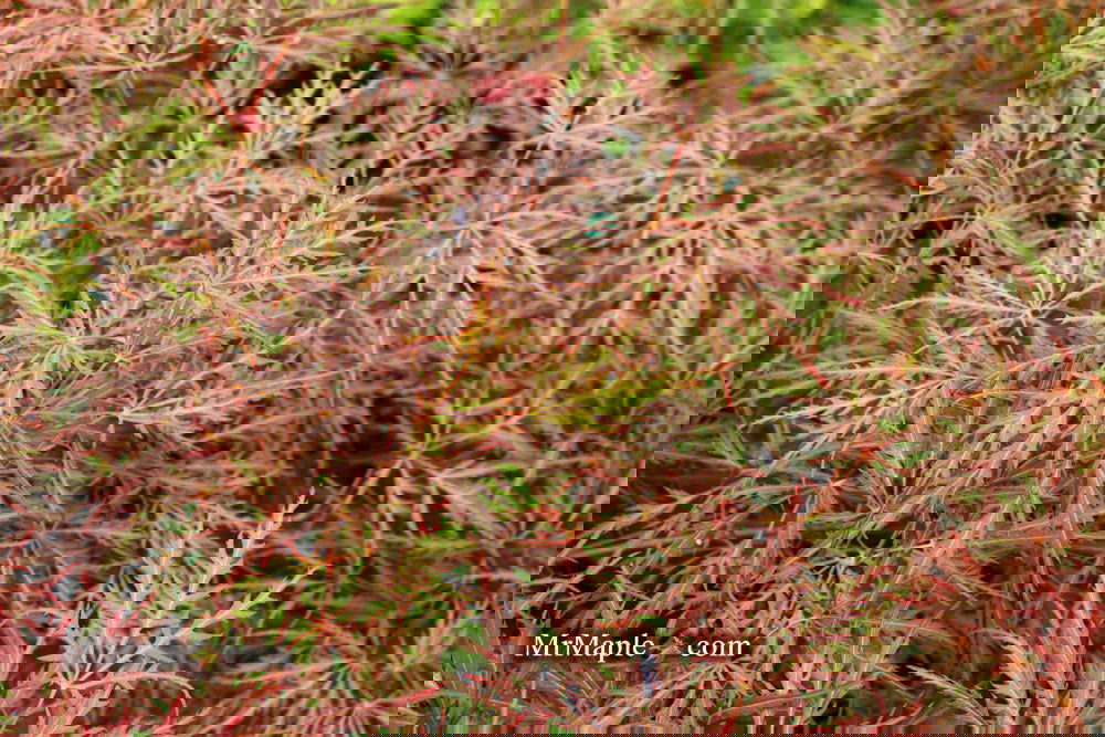 Acer palmatum 'Garnet' Japanese Maple