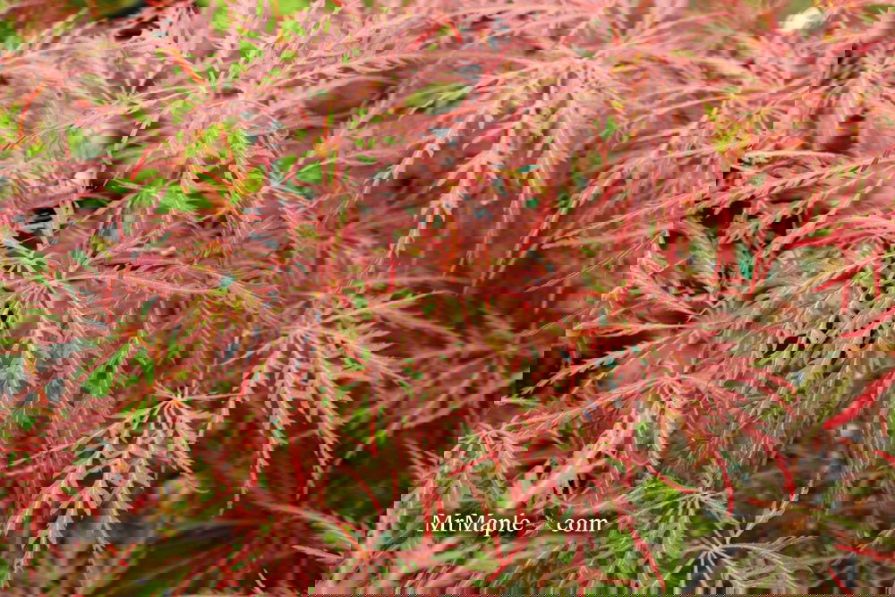 Acer palmatum 'Garnet' Japanese Maple