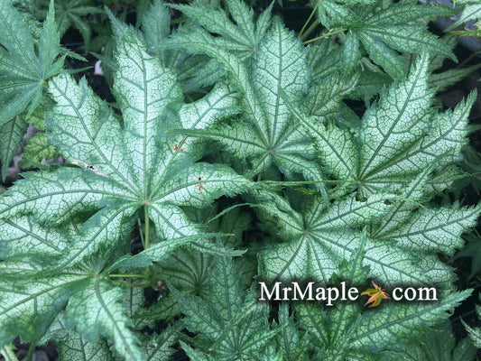 Acer palmatum 'Ghost Dancer' Japanese Maple