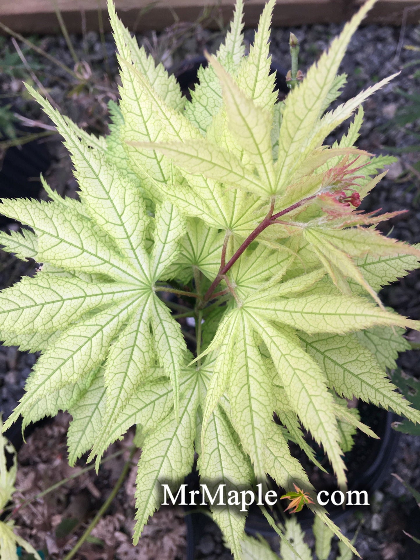 Acer palmatum 'Ghost Dancer' Japanese Maple