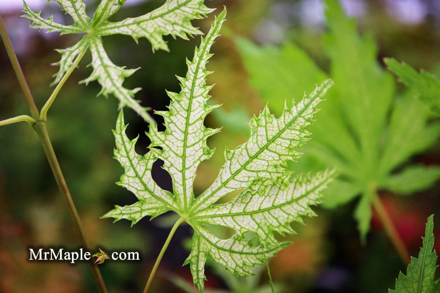 Acer palmatum 'Ghost Dancer' Japanese Maple
