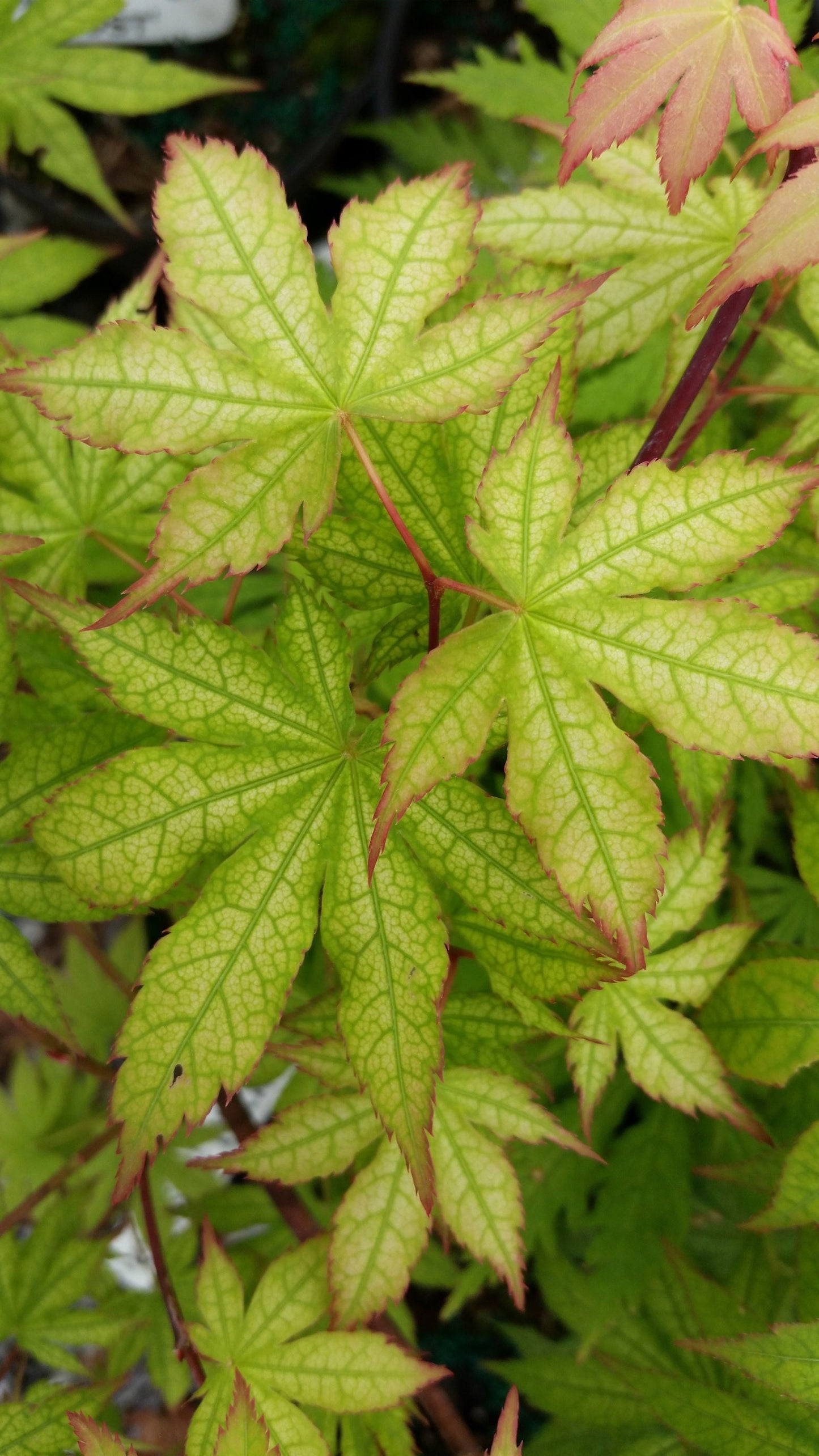 Acer palmatum 'Ghost Dancer' Japanese Maple