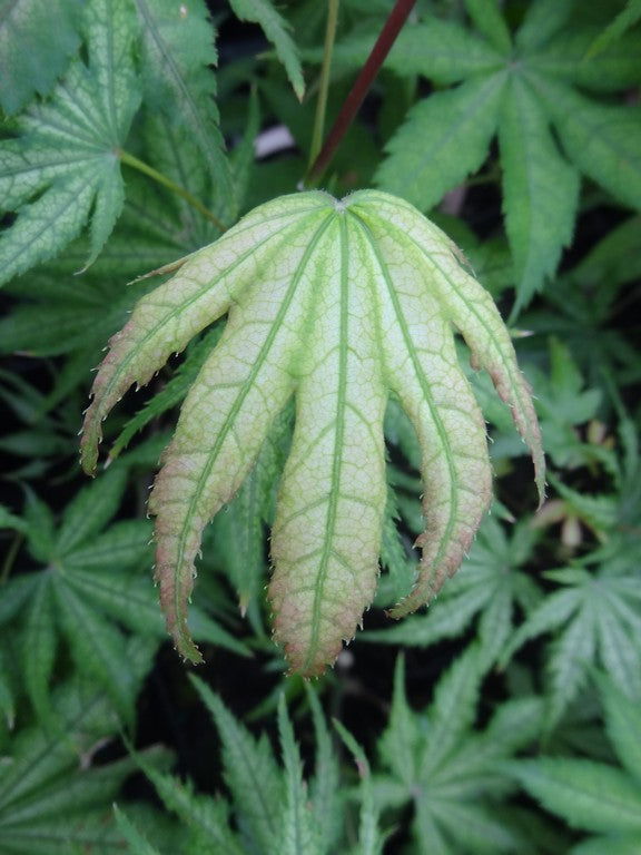 Acer palmatum 'Ghost Dancer' Japanese Maple