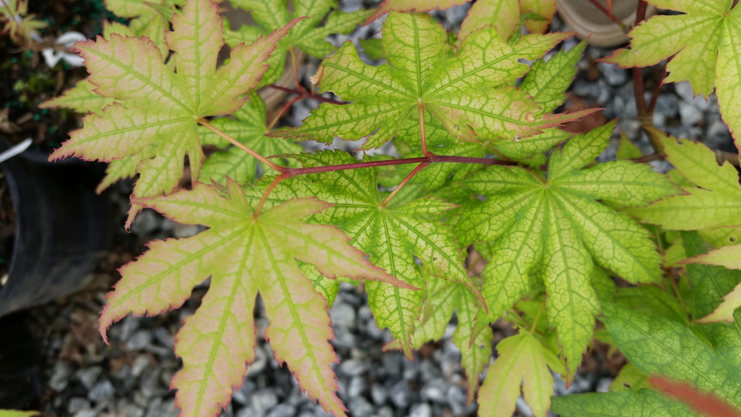 Acer palmatum 'Ghost Dancer' Japanese Maple