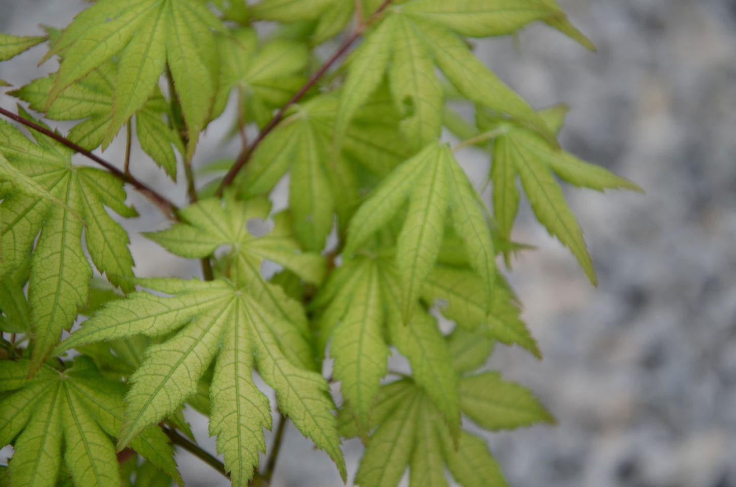 Acer palmatum 'Ghost Dancer' Japanese Maple