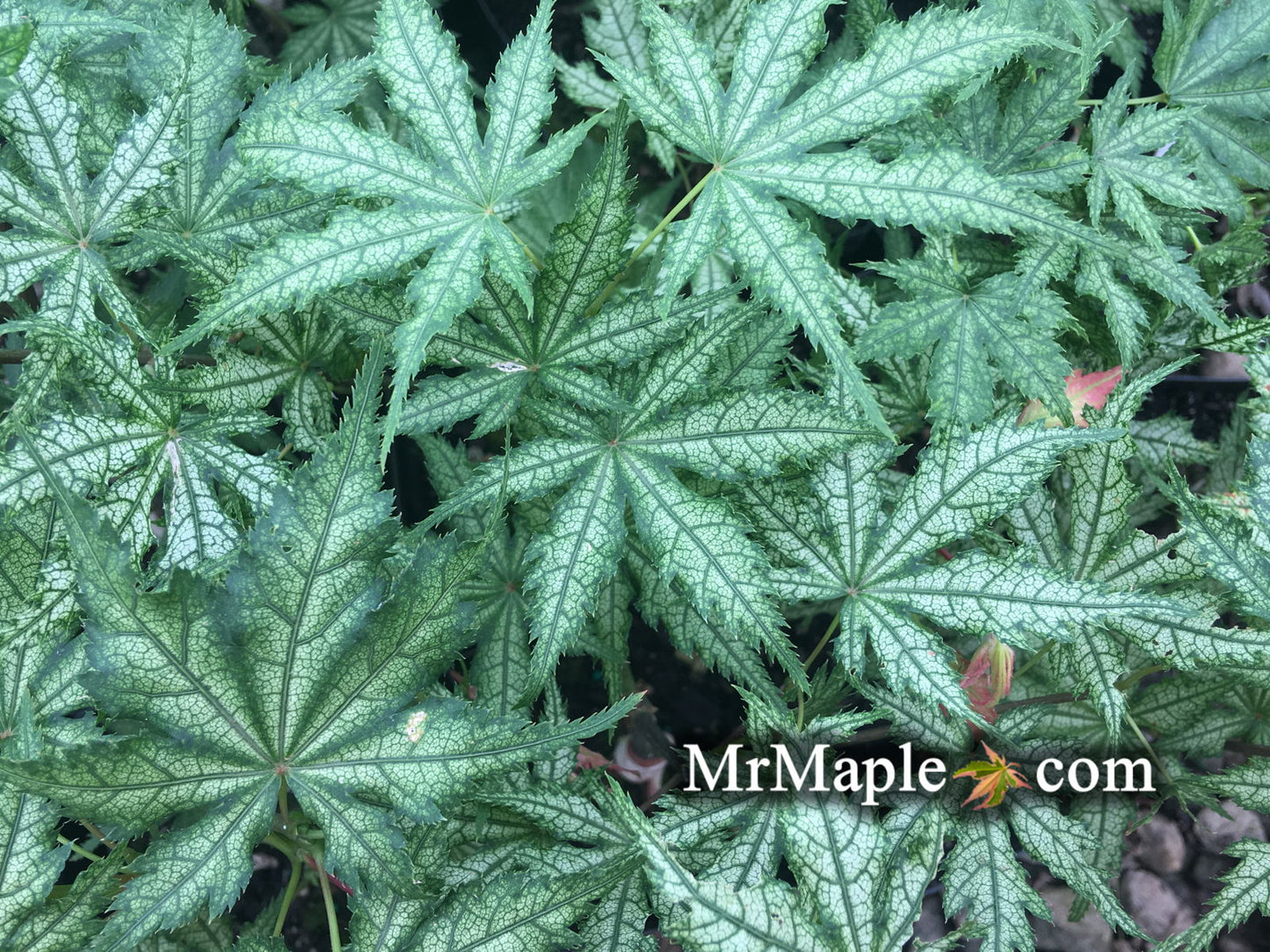 Acer palmatum 'Ghost Dancer' Japanese Maple