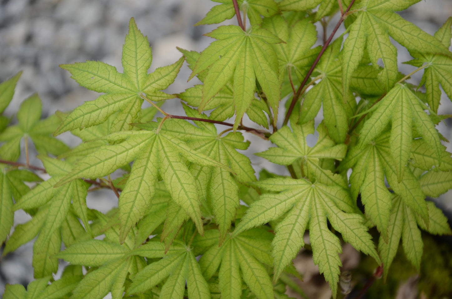 Acer palmatum 'Ghost Dancer' Japanese Maple