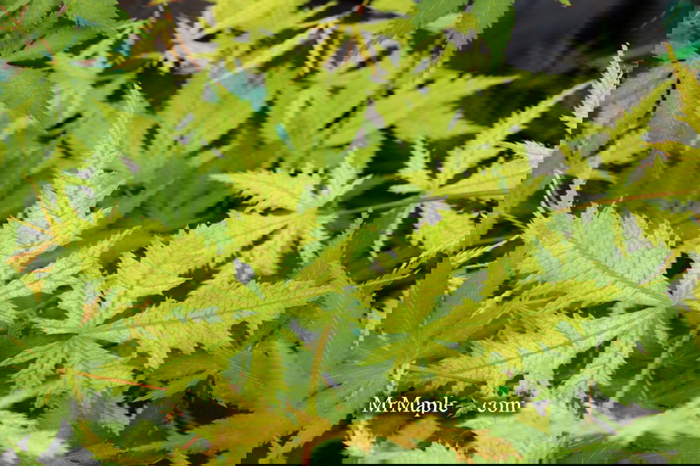 Acer palmatum 'Ghost Dancer' Japanese Maple