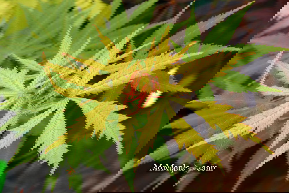 Acer palmatum 'Ghost Dancer' Japanese Maple