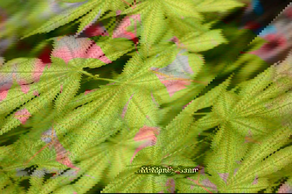 Acer palmatum 'Ghost Dancer' Japanese Maple