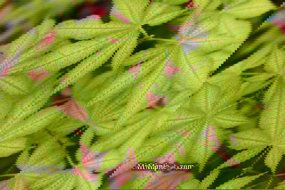 Acer palmatum 'Ghost Dancer' Japanese Maple