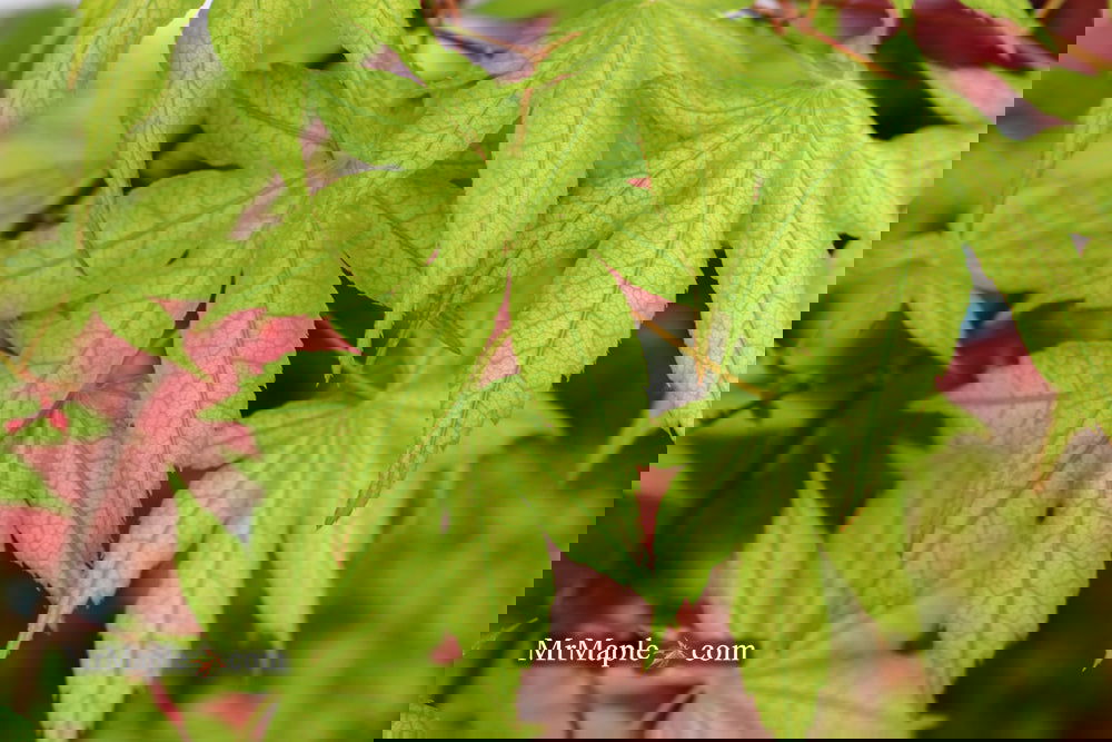 Acer palmatum 'Ghost Dancer' Japanese Maple