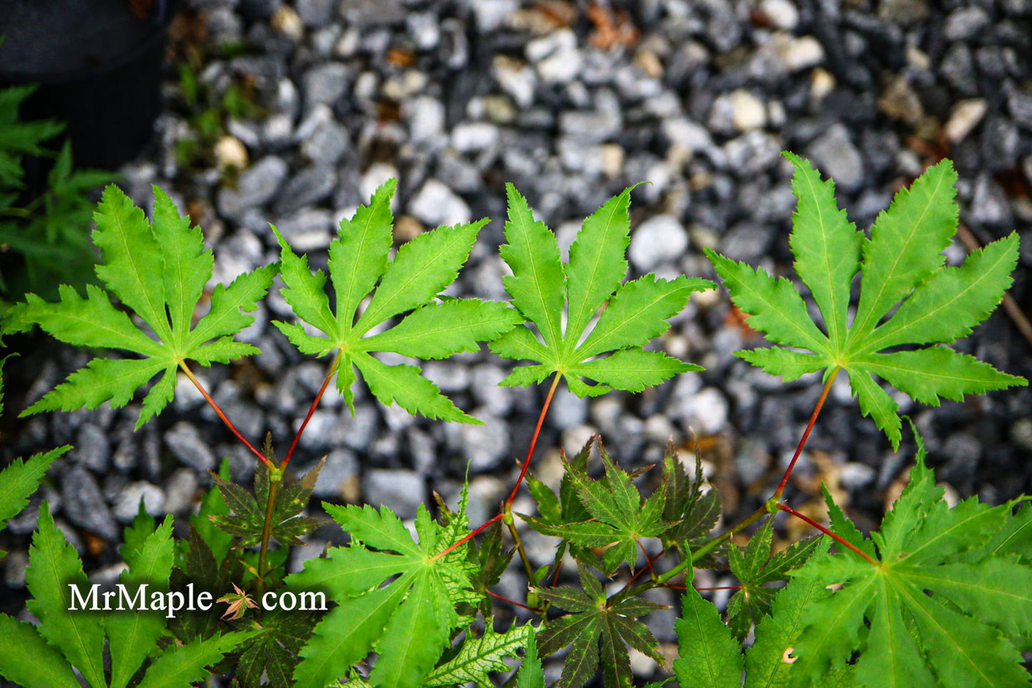 Acer palmatum 'Ghost Dancer' Japanese Maple
