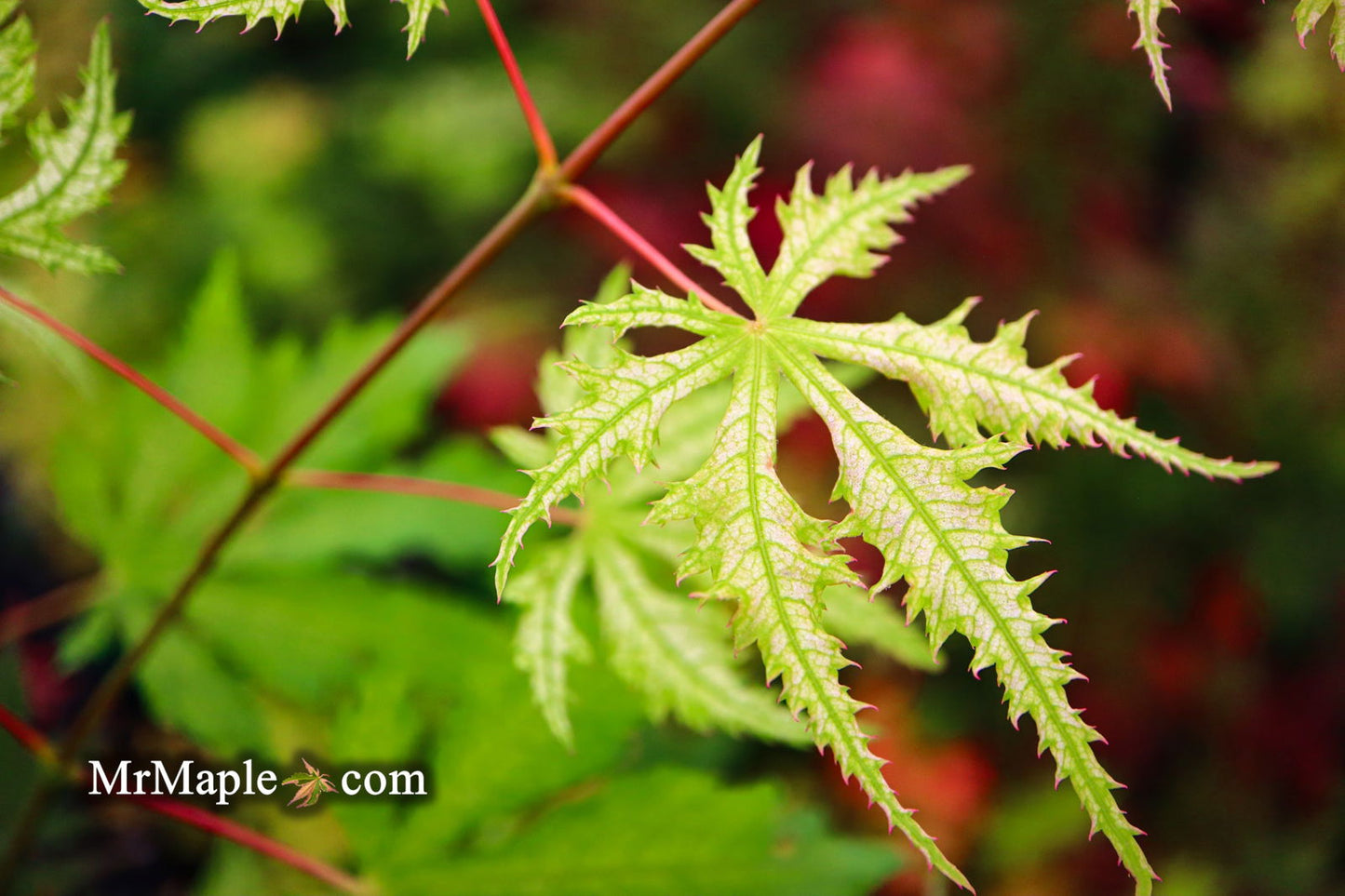 Acer palmatum 'Ghost Dancer' Japanese Maple