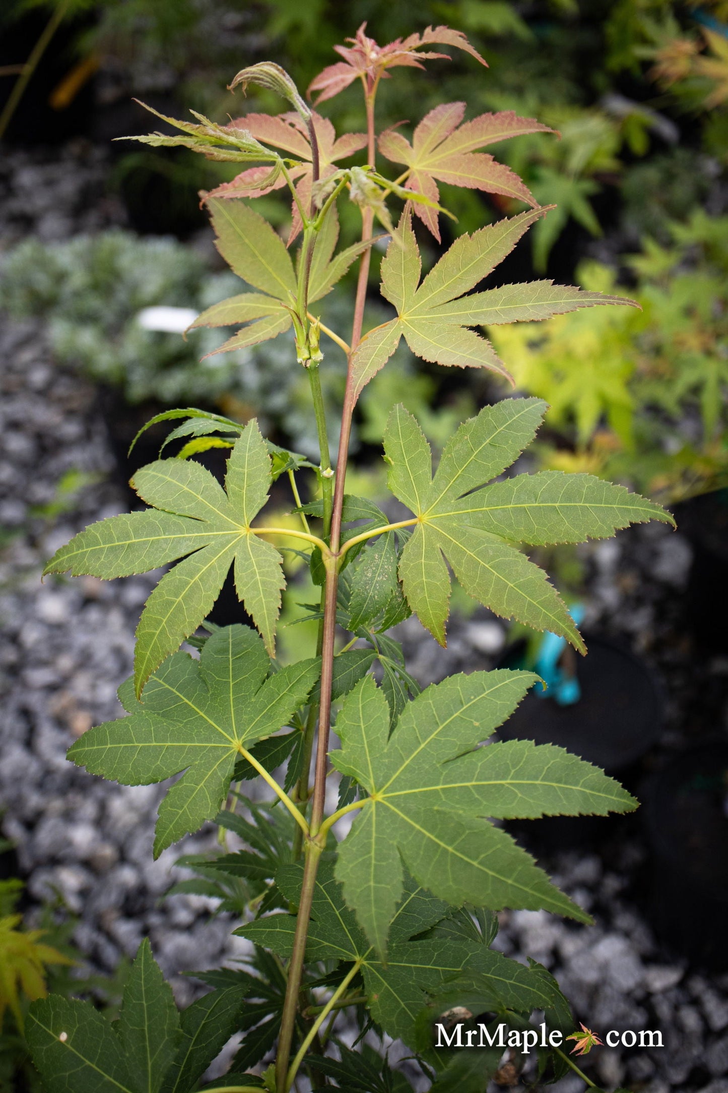Acer palmatum 'Green Star' Japanese Maple