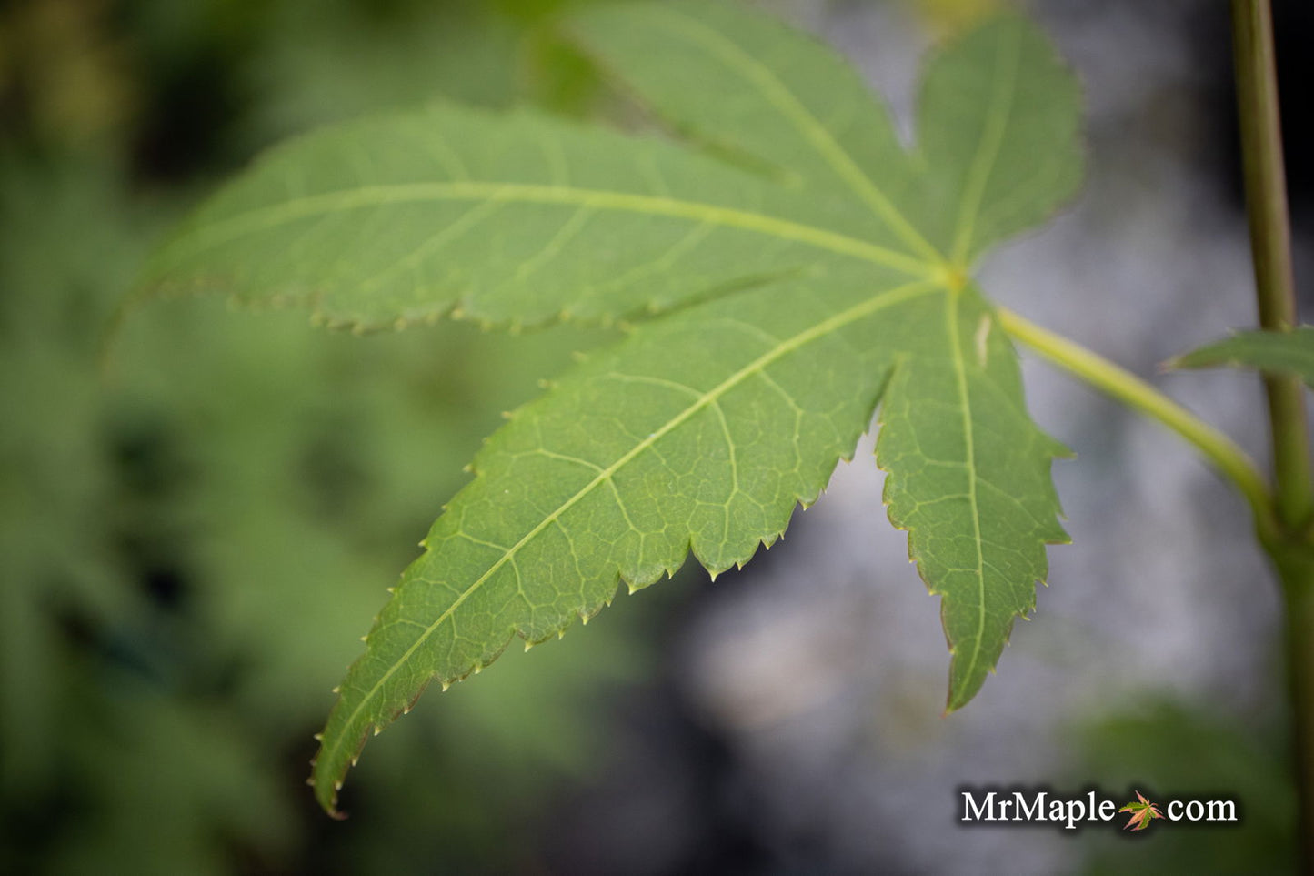 Acer palmatum 'Green Star' Japanese Maple