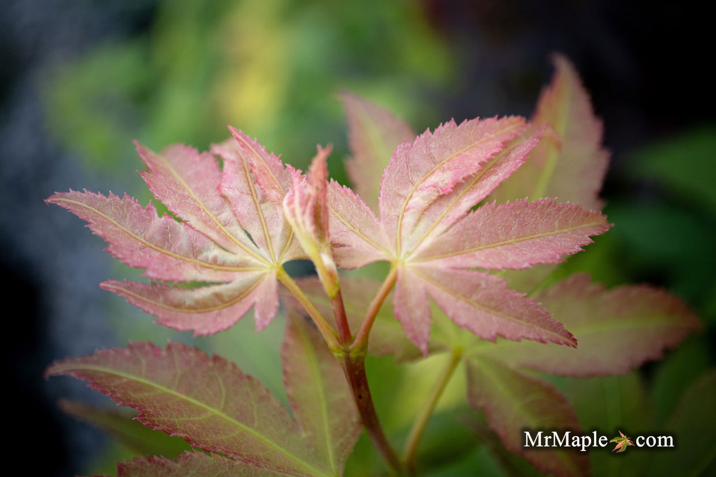Acer palmatum 'Green Star' Japanese Maple