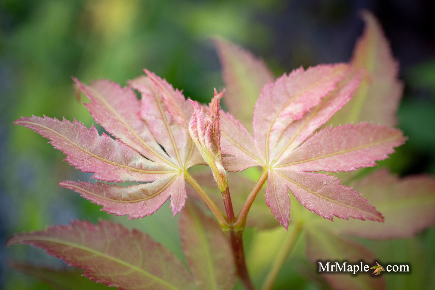 Acer palmatum 'Green Star' Japanese Maple