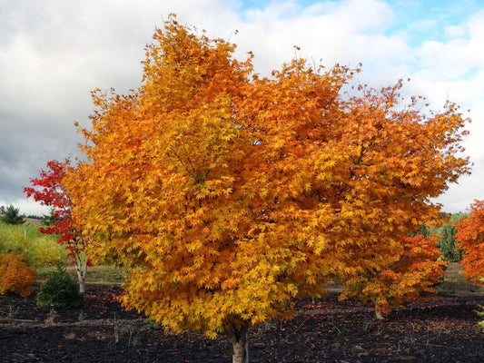 Acer palmatum 'Hogyoku' Japanese Maple