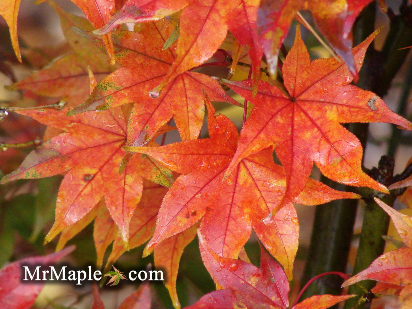 Acer palmatum 'Hogyoku' Japanese Maple
