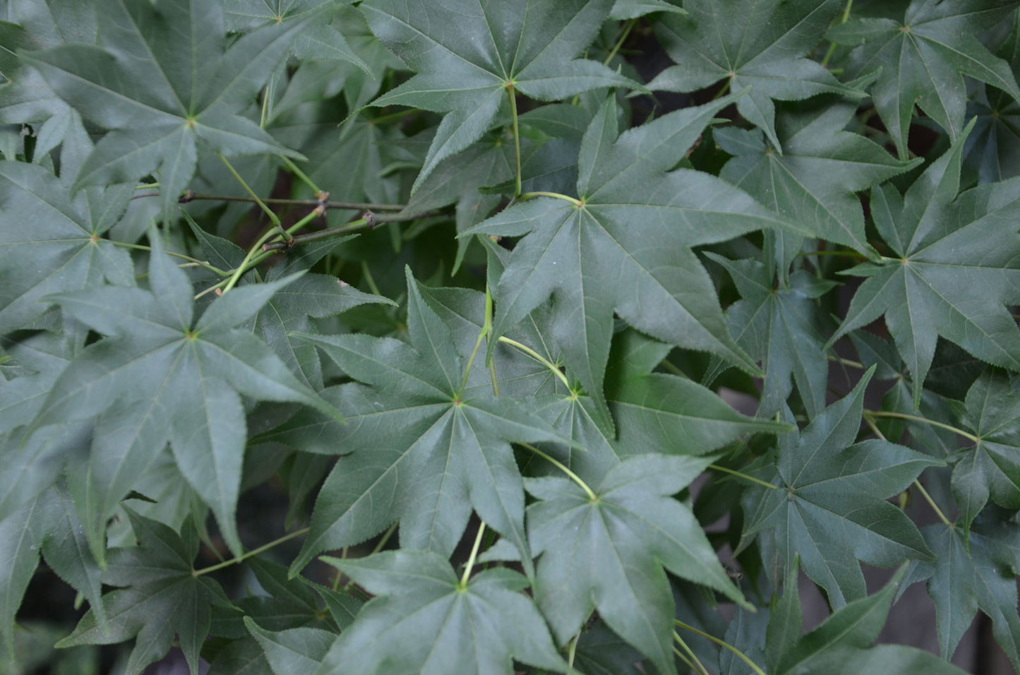 Acer palmatum 'Hogyoku' Japanese Maple
