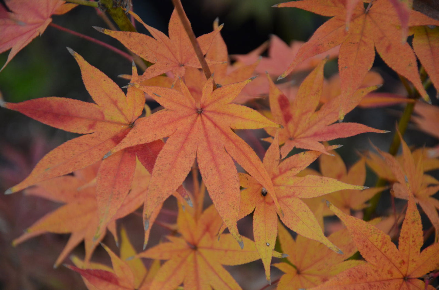 Acer palmatum 'Hogyoku' Japanese Maple