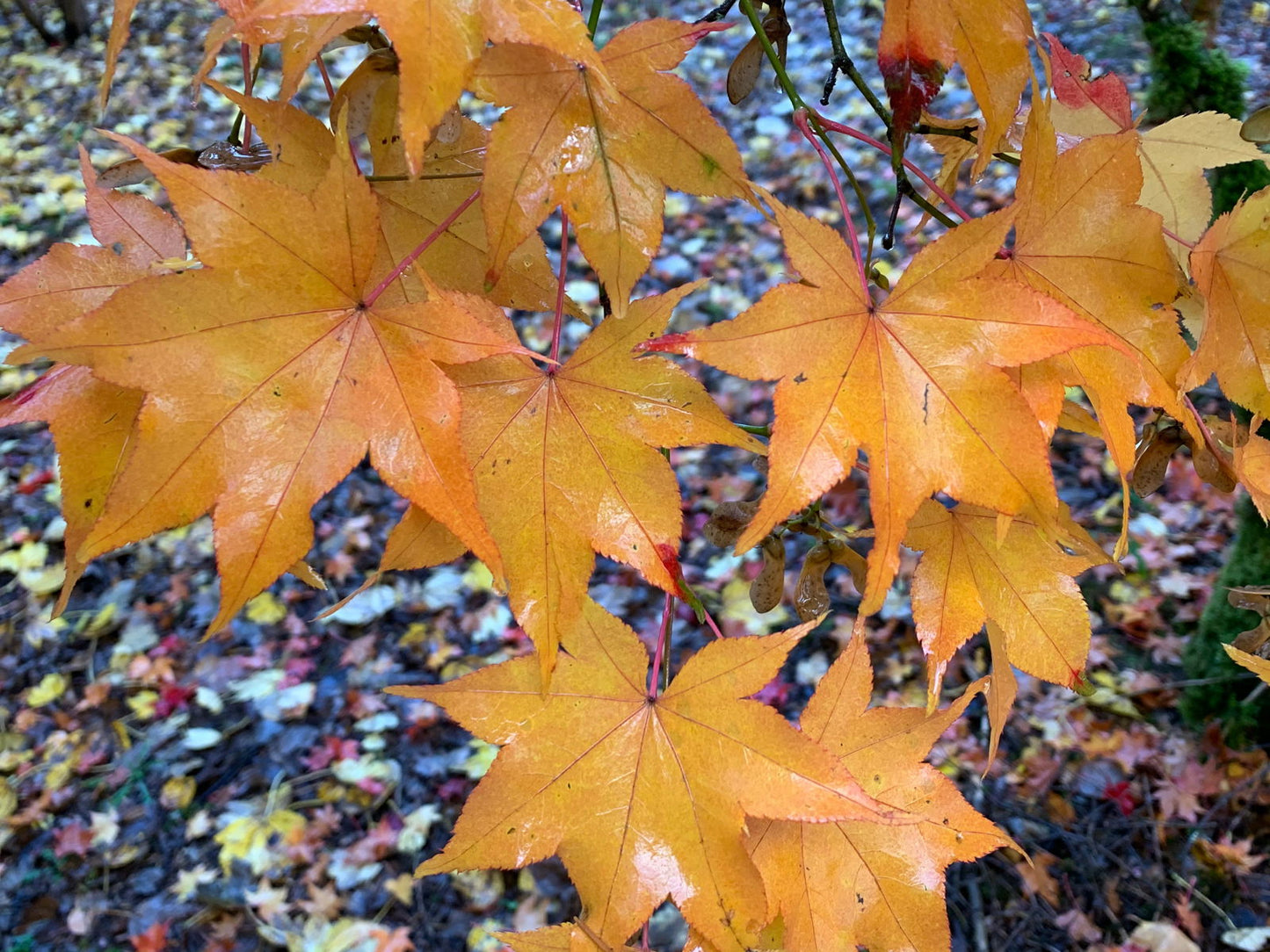 Acer palmatum 'Hogyoku' Japanese Maple