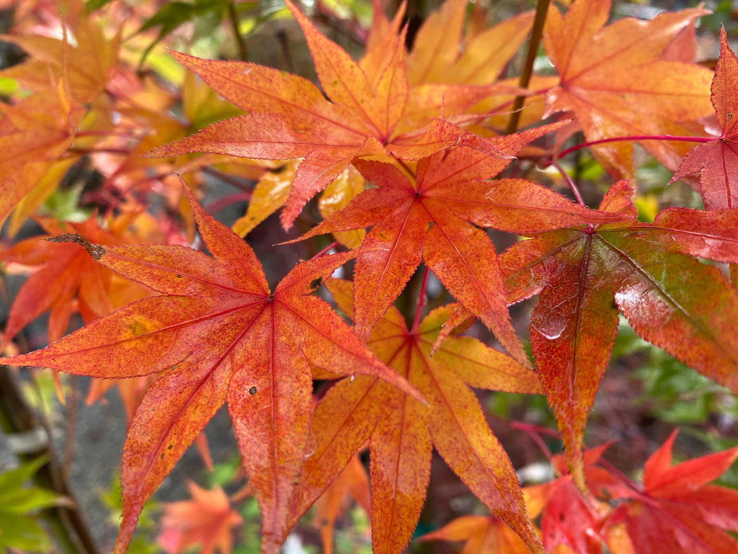 Acer palmatum 'Hogyoku' Japanese Maple