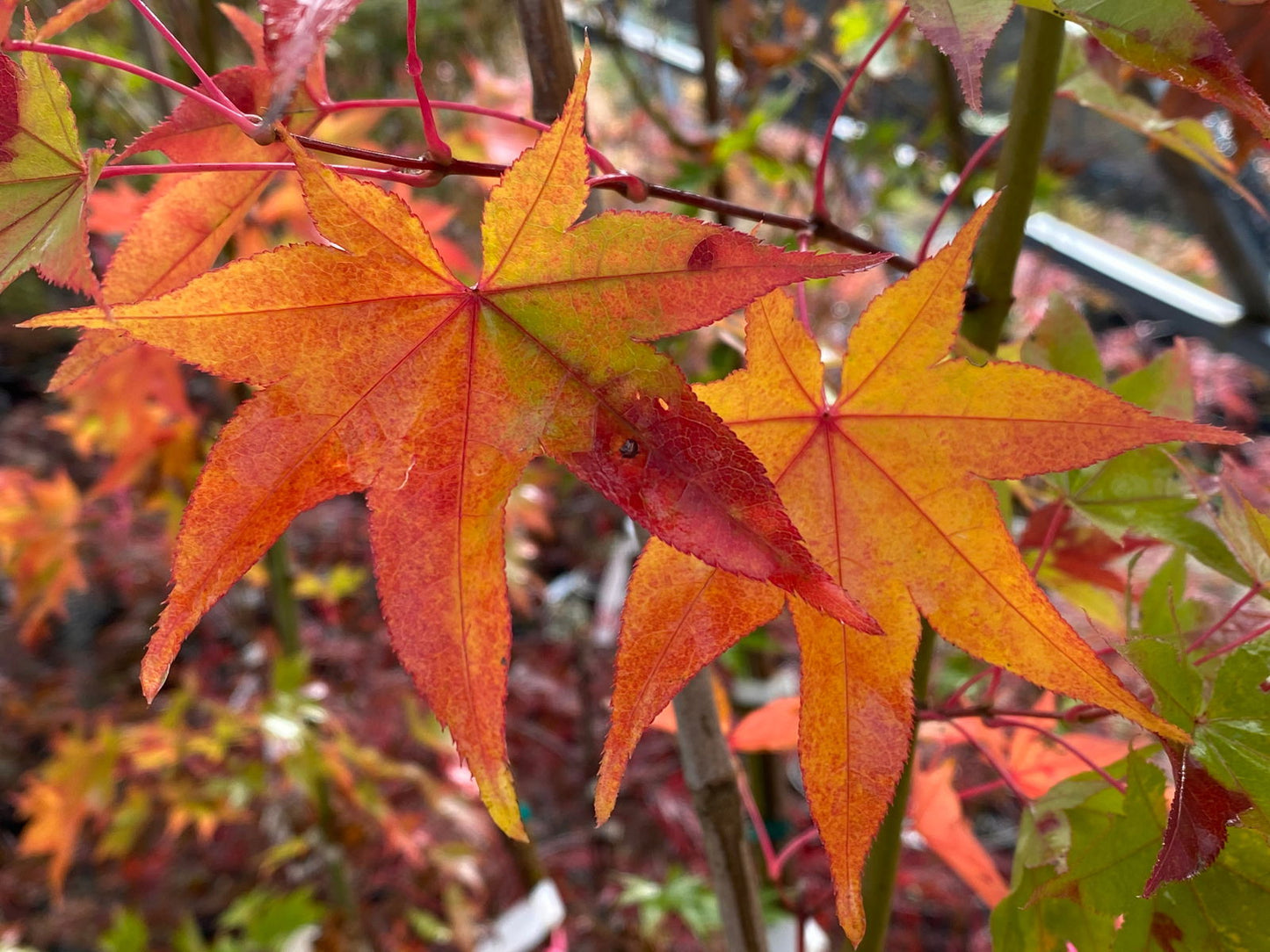 Acer palmatum 'Hogyoku' Japanese Maple
