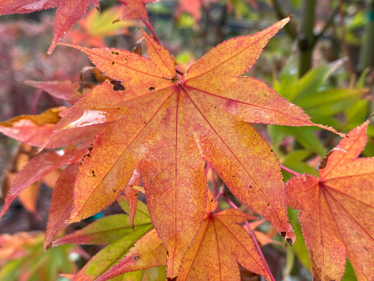 Acer palmatum 'Hogyoku' Japanese Maple