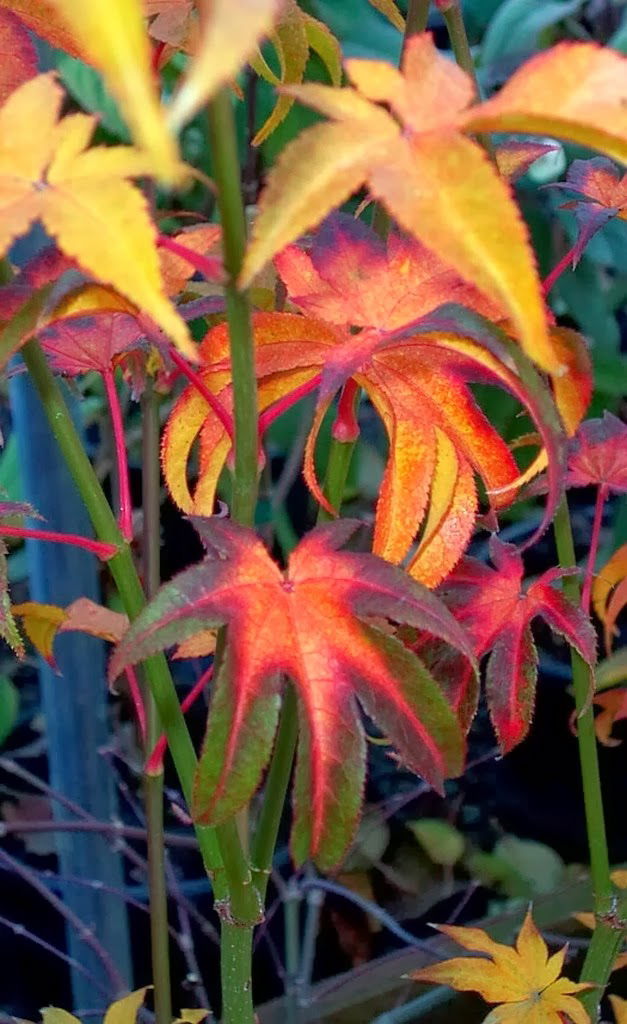 Acer palmatum 'Hogyoku' Japanese Maple