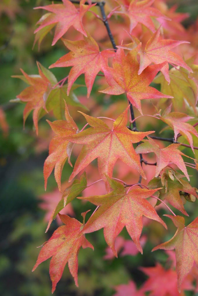 Acer palmatum 'Hogyoku' Japanese Maple