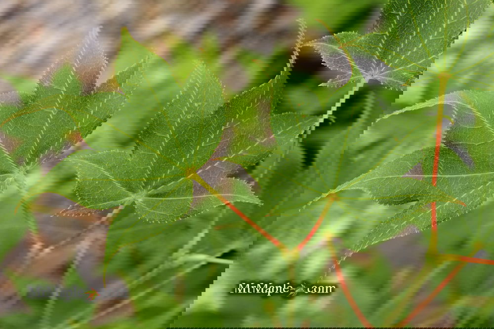 Acer palmatum 'Hogyoku' Japanese Maple