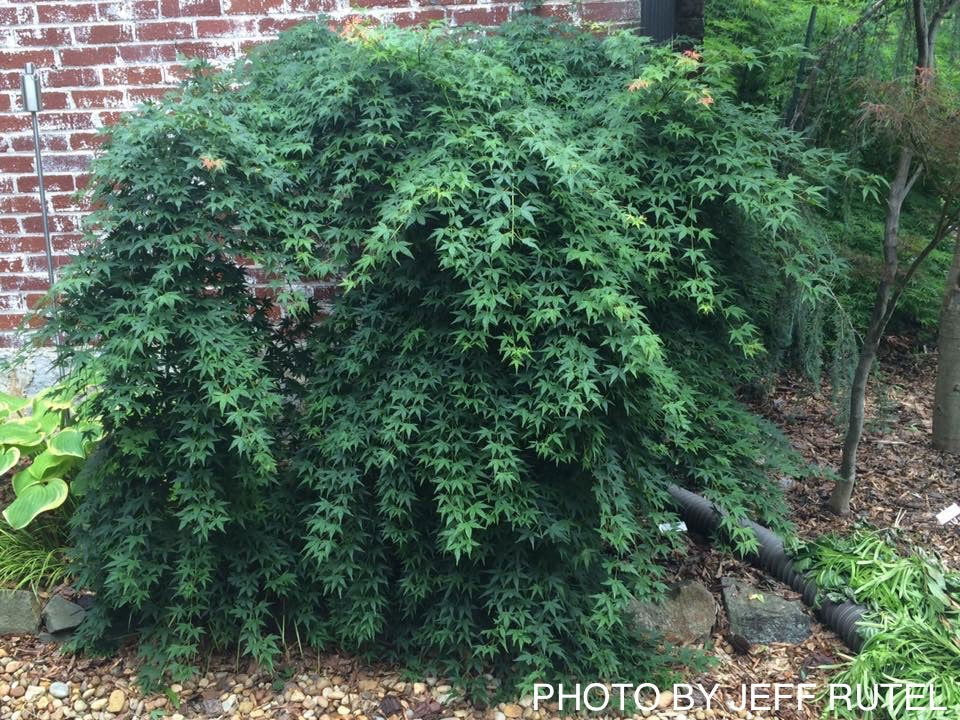 Acer palmatum 'Jiro shidare' Japanese Maple
