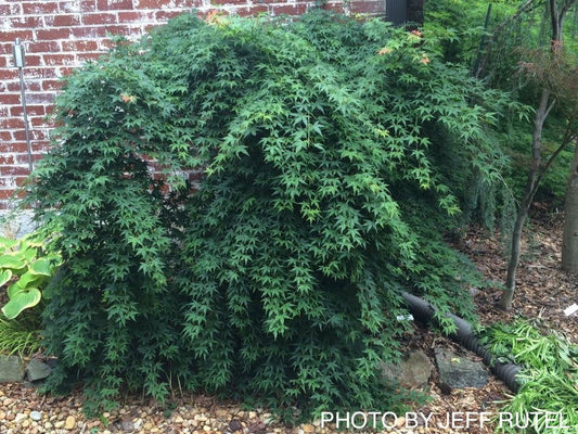 Acer palmatum 'Jiro shidare' Japanese Maple
