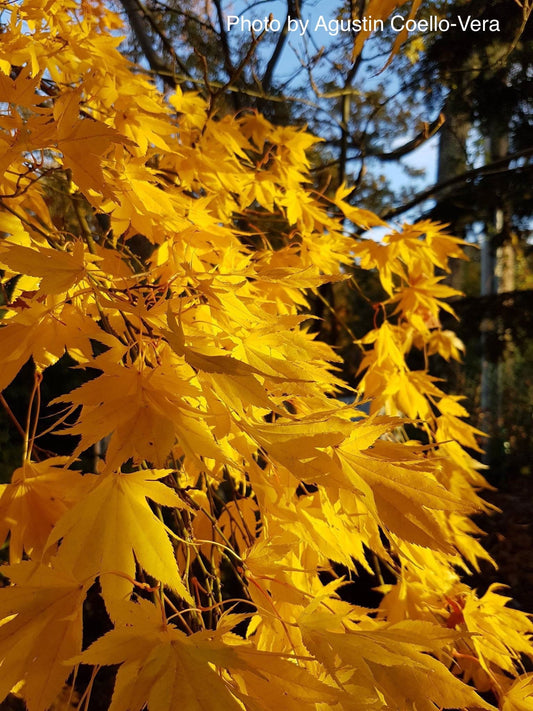 Acer palmatum 'Matsuyoi' Japanese Maple