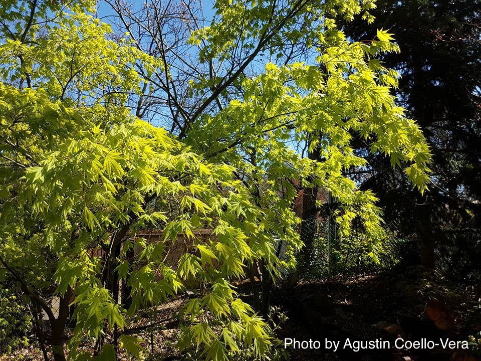 Acer palmatum 'Matsuyoi' Japanese Maple