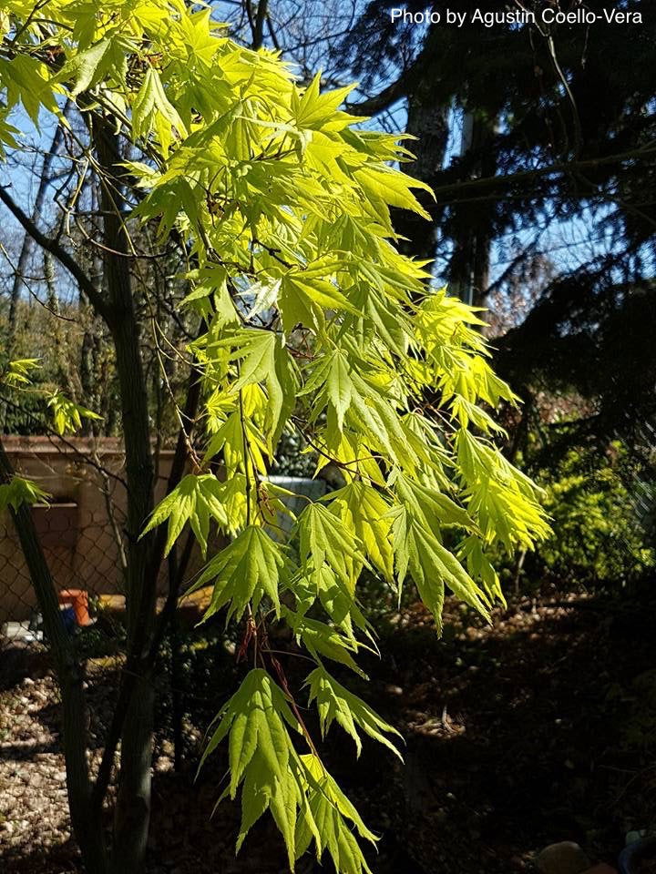 Acer palmatum 'Matsuyoi' Japanese Maple