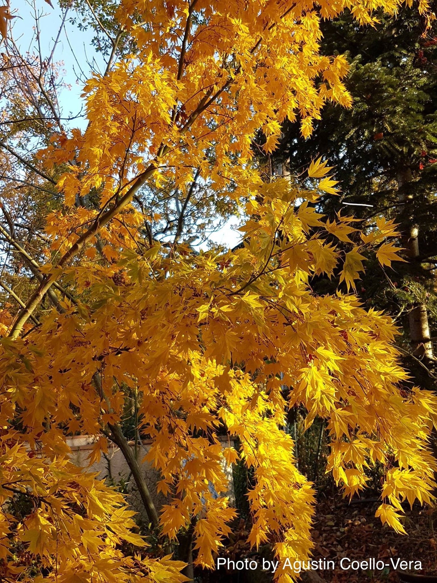 Acer palmatum 'Matsuyoi' Japanese Maple