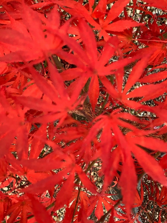Acer palmatum 'Oregon Sunset' Japanese Maple