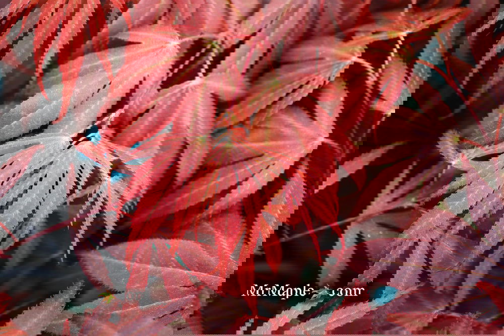Acer palmatum 'Oregon Sunset' Japanese Maple