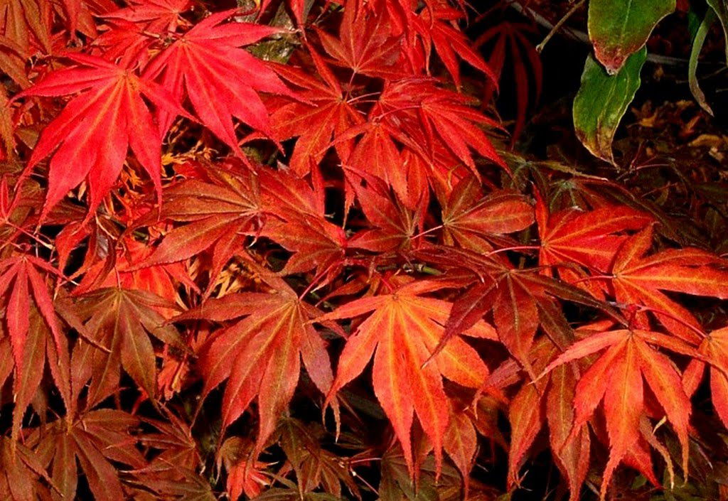 Acer palmatum 'Oregon Sunset' Japanese Maple