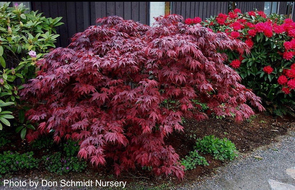 Acer palmatum 'Oregon Sunset' Japanese Maple