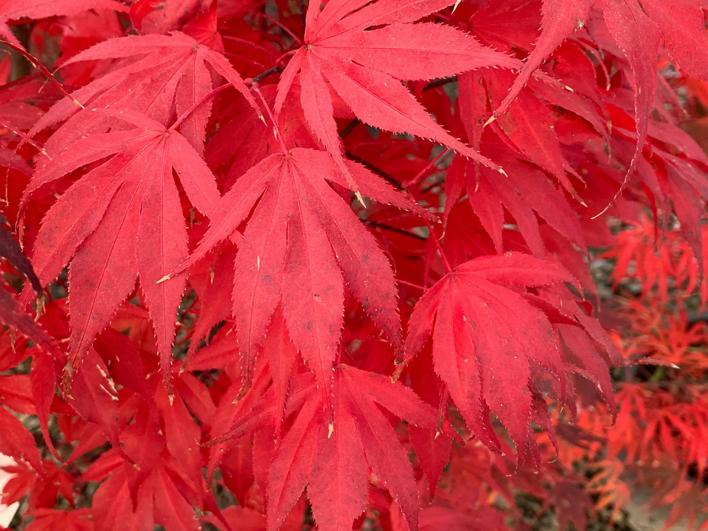 Acer palmatum 'Oregon Sunset' Japanese Maple
