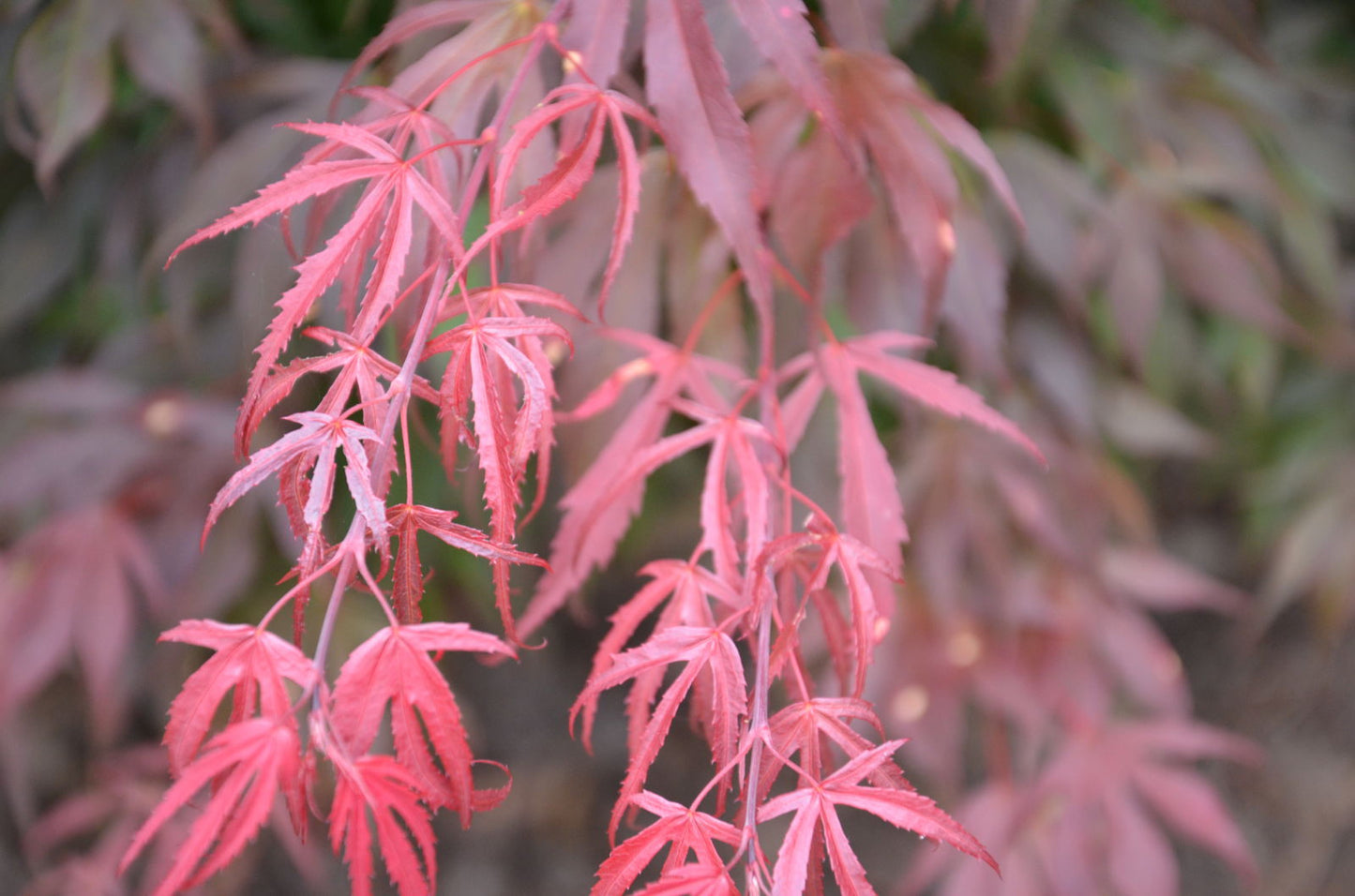 Acer palmatum 'Oregon Sunset' Japanese Maple