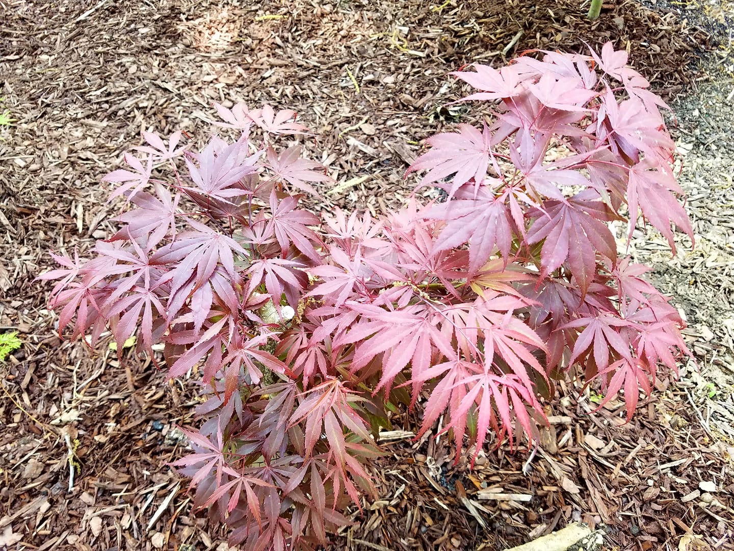 Acer palmatum 'Oregon Sunset' Japanese Maple
